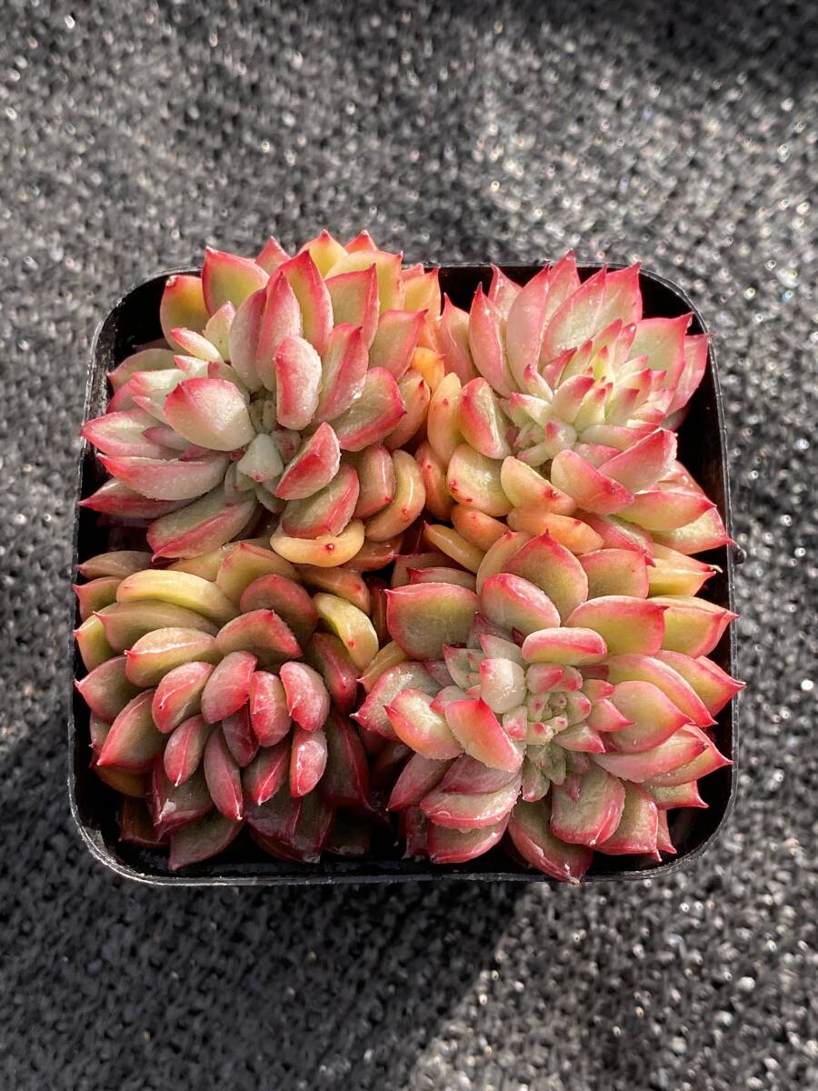 40株 X616 多肉植物 エケベリア 女雛錦 サボテン 観葉植物 花 40株 X616 多肉植物 エケベリア 女雛錦 サボテン 観葉植物 花