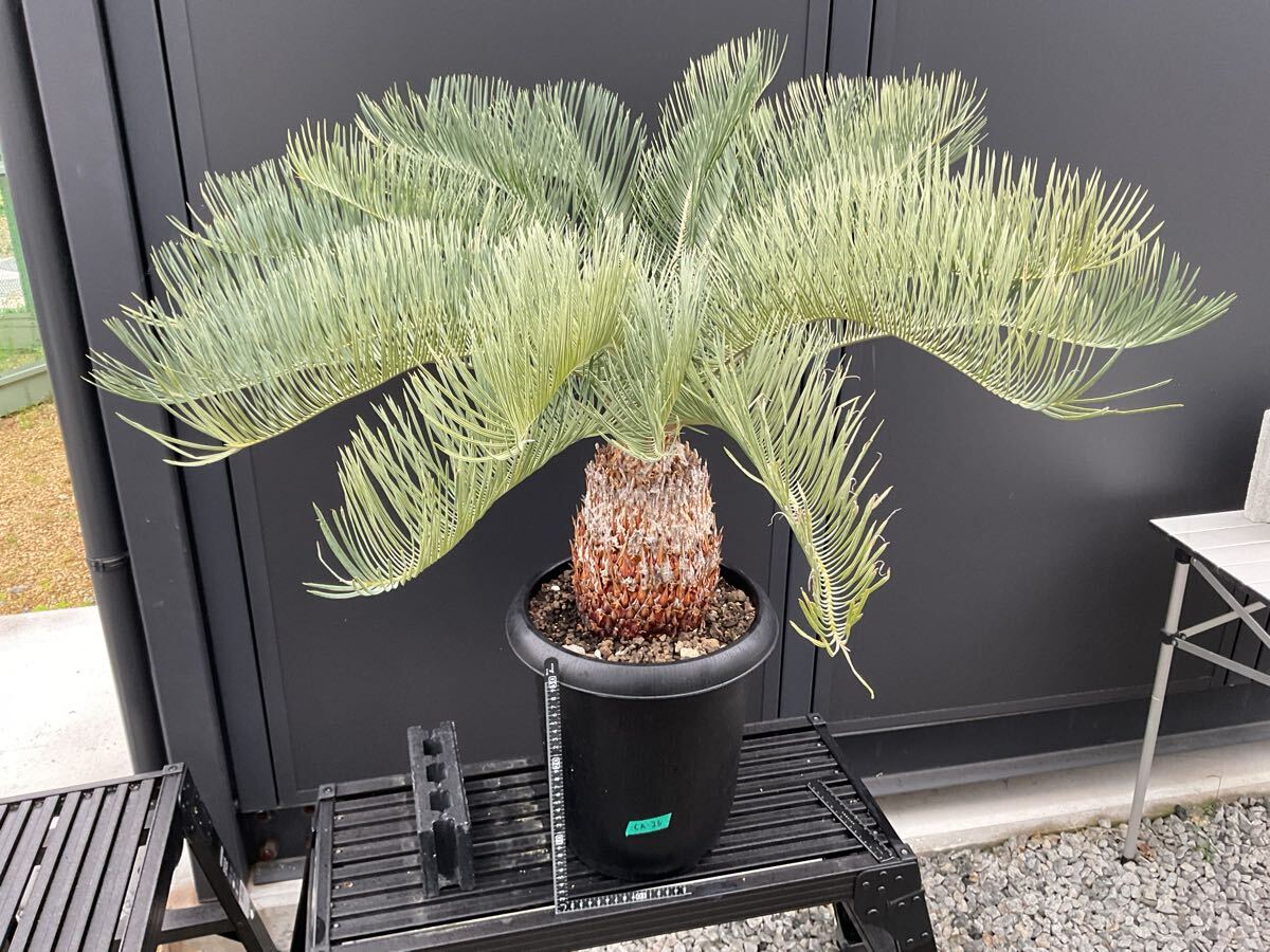 サイカス・カイルンシアナ Cycas・Cairnsiana CA-26 ソテツ サイカス・カイルンシアナ Cycas・Cairnsiana CA-26 ソテツ