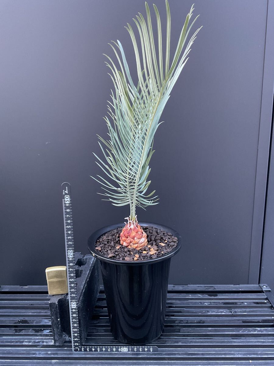 サイカス・カイルンシアナ Cycas・Cairnsiana CA -37 シルバー サイカス・カイルンシアナ Cycas・Cairnsiana CA -37 シルバー