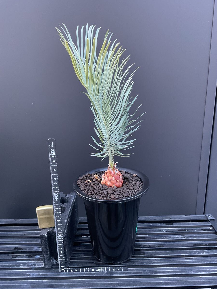 サイカス・カイルンシアナ Cycas・Cairnsiana CA -37 シルバー サイカス・カイルンシアナ Cycas・Cairnsiana CA -37 シルバー