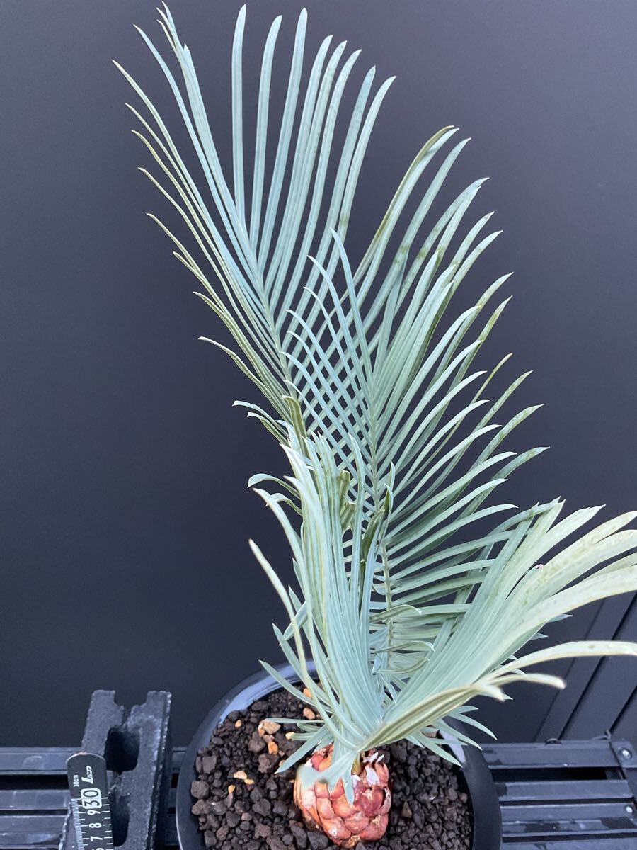 サイカス・カイルンシアナ Cycas・Cairnsiana CA -37 シルバー サイカス・カイルンシアナ Cycas・Cairnsiana CA -37 シルバー