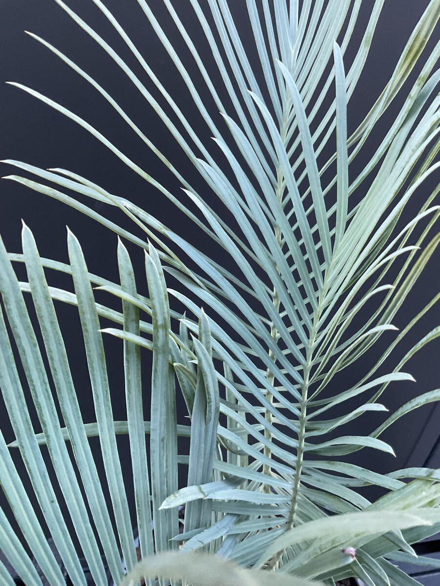 サイカス・カイルンシアナ Cycas・Cairnsiana CA -37 シルバー サイカス・カイルンシアナ Cycas・Cairnsiana CA -37 シルバー