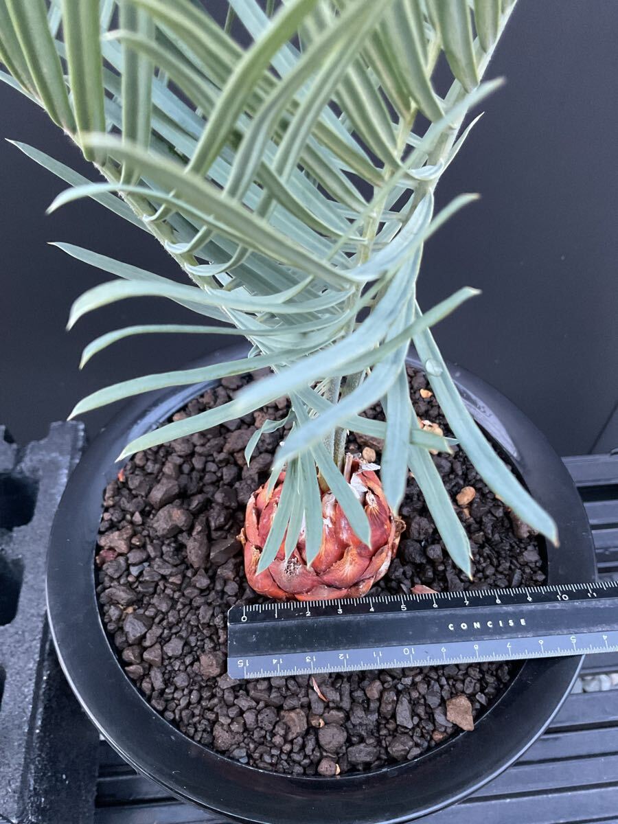 サイカス・カイルンシアナ Cycas・Cairnsiana CA -37 シルバー サイカス・カイルンシアナ Cycas・Cairnsiana CA -37 シルバー