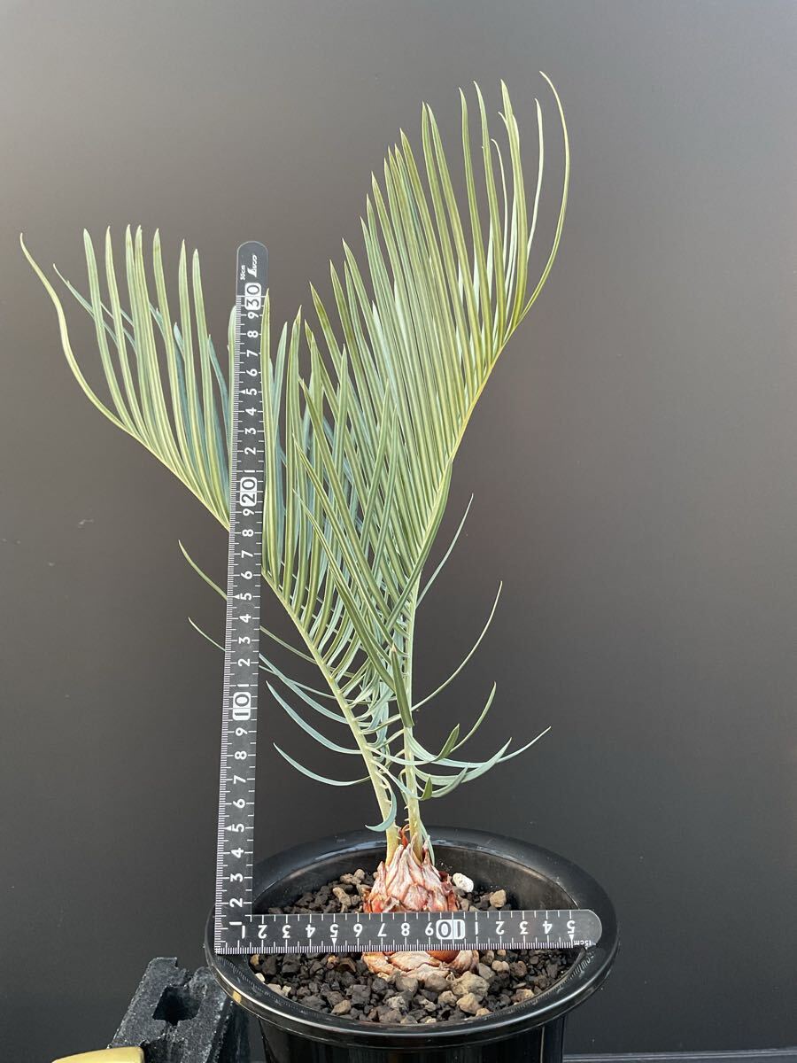 サイカス・カイルンシアナ Cycas・Cairnsiana CA -38 シルバー サイカス・カイルンシアナ Cycas・Cairnsiana CA -38 シルバー
