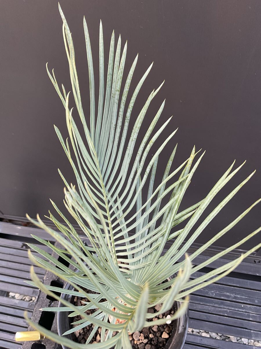 サイカス・カイルンシアナ Cycas・Cairnsiana CA -38 シルバー サイカス・カイルンシアナ Cycas・Cairnsiana CA -38 シルバー