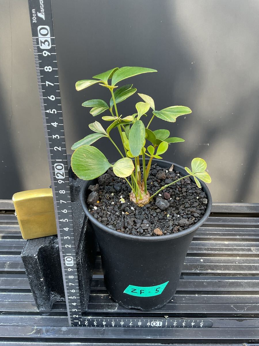 Zamia Furfuracea Variegata ZF-5 ザミア・フルフラケア 斑入り Zamia Furfuracea Variegata ZF-5 ザミア・フルフラケア 斑入り