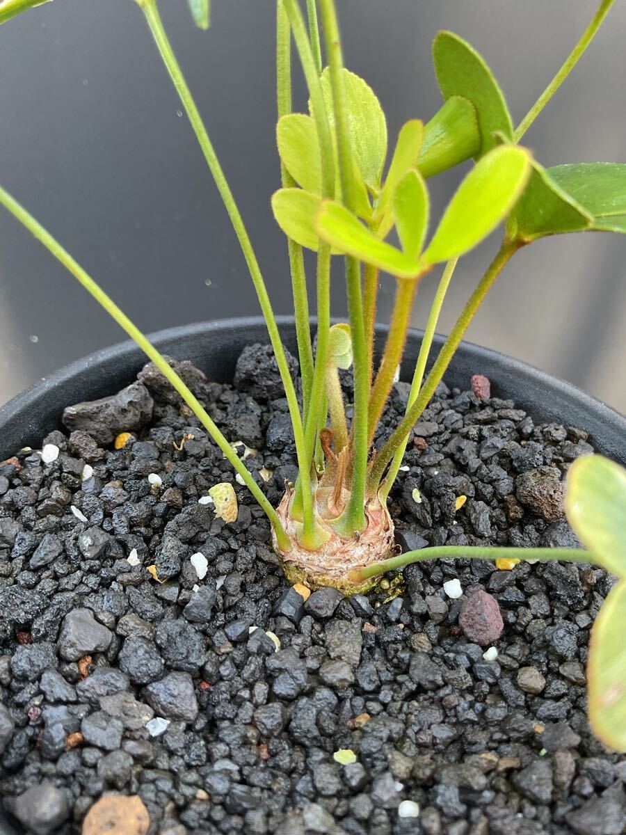 Zamia Furfuracea Variegata ZF-5 ザミア・フルフラケア 斑入り Zamia Furfuracea Variegata ZF-5 ザミア・フルフラケア 斑入り