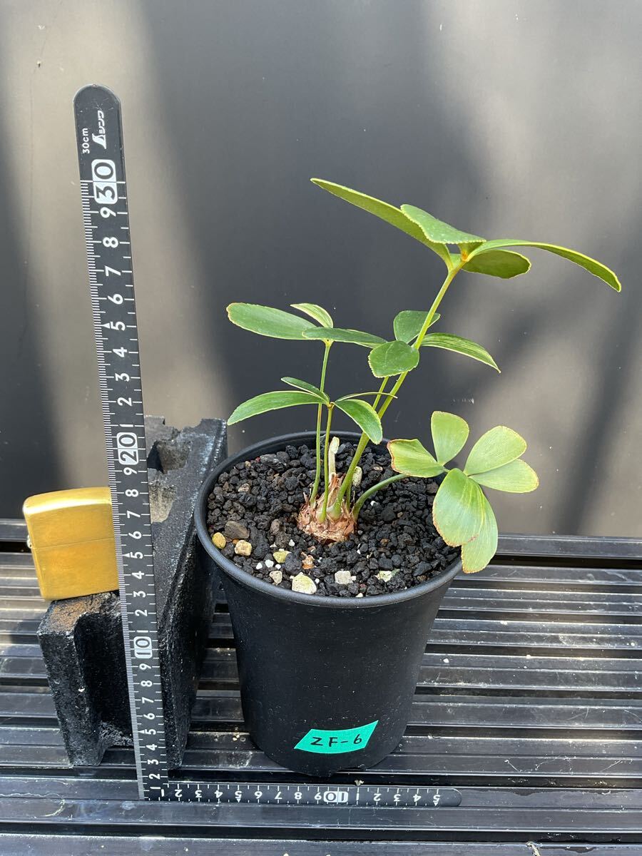 Zamia Furfuracea Variegata ZF-6 ザミア・フルフラケア 斑入り Zamia Furfuracea Variegata ZF-6 ザミア・フルフラケア 斑入り