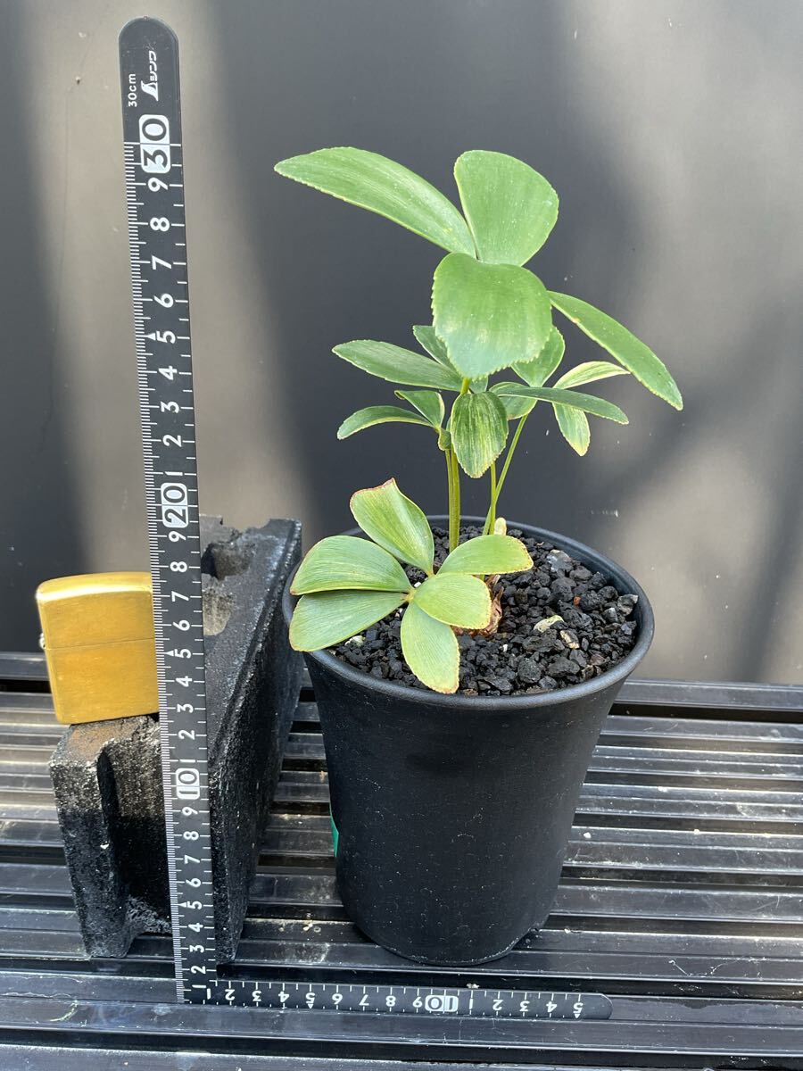 Zamia Furfuracea Variegata ZF-6 ザミア・フルフラケア 斑入り Zamia Furfuracea Variegata ZF-6 ザミア・フルフラケア 斑入り
