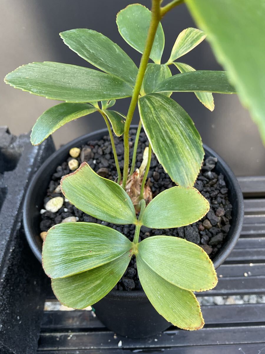 Zamia Furfuracea Variegata ZF-6 ザミア・フルフラケア 斑入り Zamia Furfuracea Variegata ZF-6 ザミア・フルフラケア 斑入り