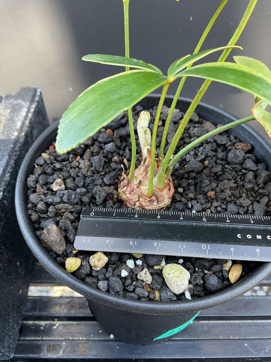 Zamia Furfuracea Variegata ZF-6 ザミア・フルフラケア 斑入り Zamia Furfuracea Variegata ZF-6 ザミア・フルフラケア 斑入り