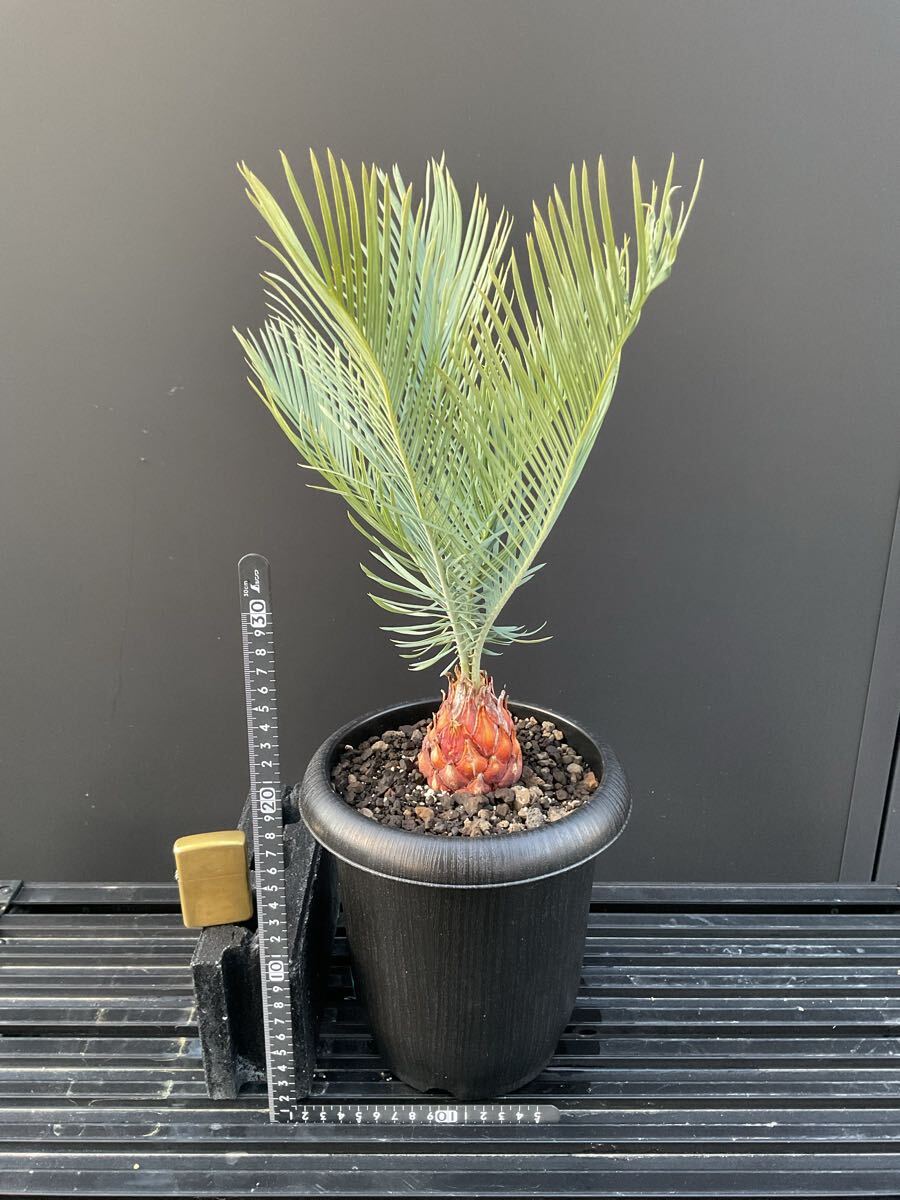 サイカス・カイルンシアナ Cycas・Cairnsiana CA -39 シルバー サイカス・カイルンシアナ Cycas・Cairnsiana CA -39 シルバー