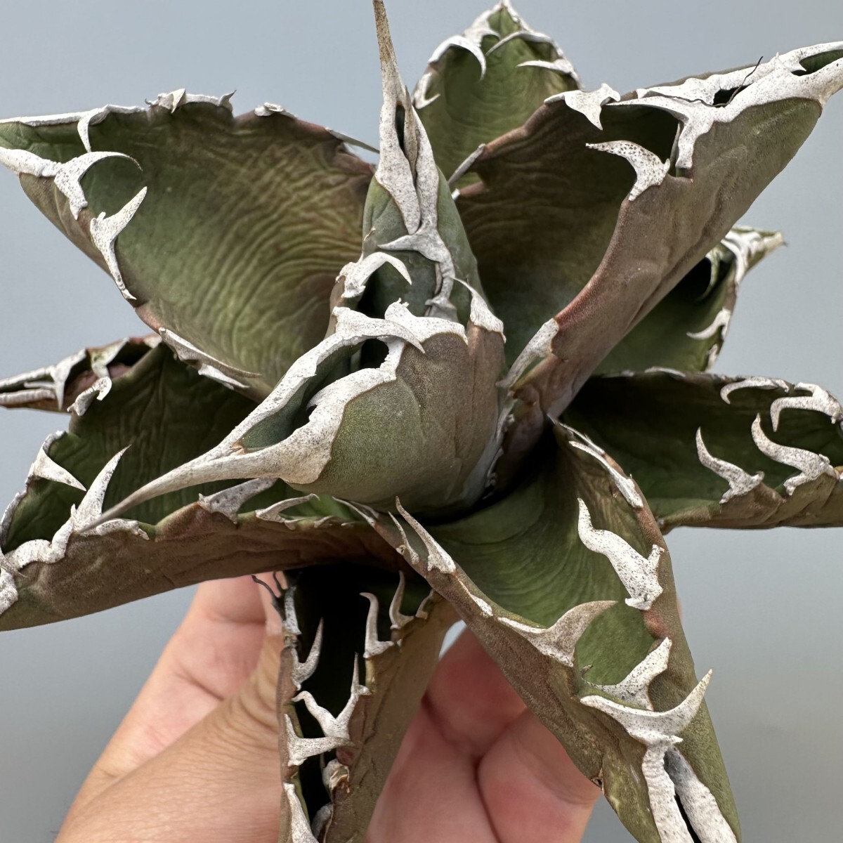 L LONG】G1 アガベ チタノタ オアハカ産オテロイ Oaxaca oteroi L LONG】G1 アガベ チタノタ オアハカ産オテロイ Oaxaca oteroi