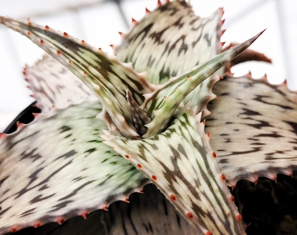 実生選抜ペッキーNo3のカキコ 発根済み キズあり 多肉植物 実生選抜ペッキーNo3のカキコ 発根済み キズあり 多肉植物