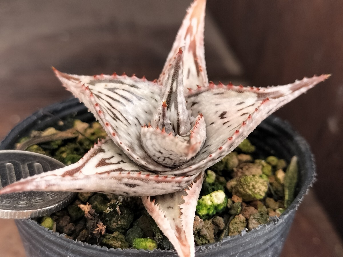 実生選抜ペッキーNo3のカキコ 発根済み キズあり 多肉植物 実生選抜ペッキーNo3のカキコ 発根済み キズあり 多肉植物
