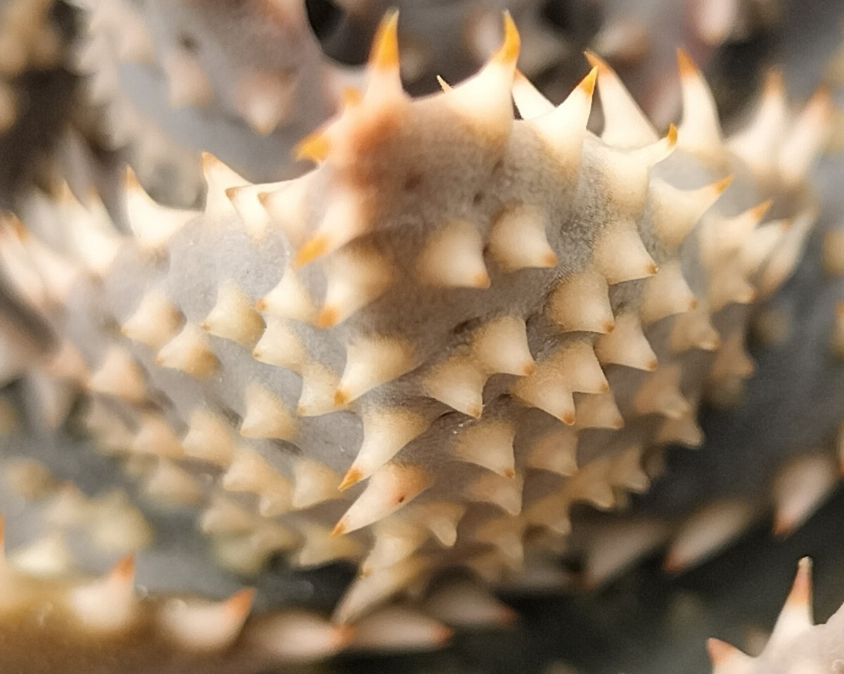 鬼鮫弐型 発根済み キズあり 多肉植物 アロエ Aloe ロウルサンコ 鬼鮫弐型 発根済み キズあり 多肉植物 アロエ Aloe ロウルサンコ