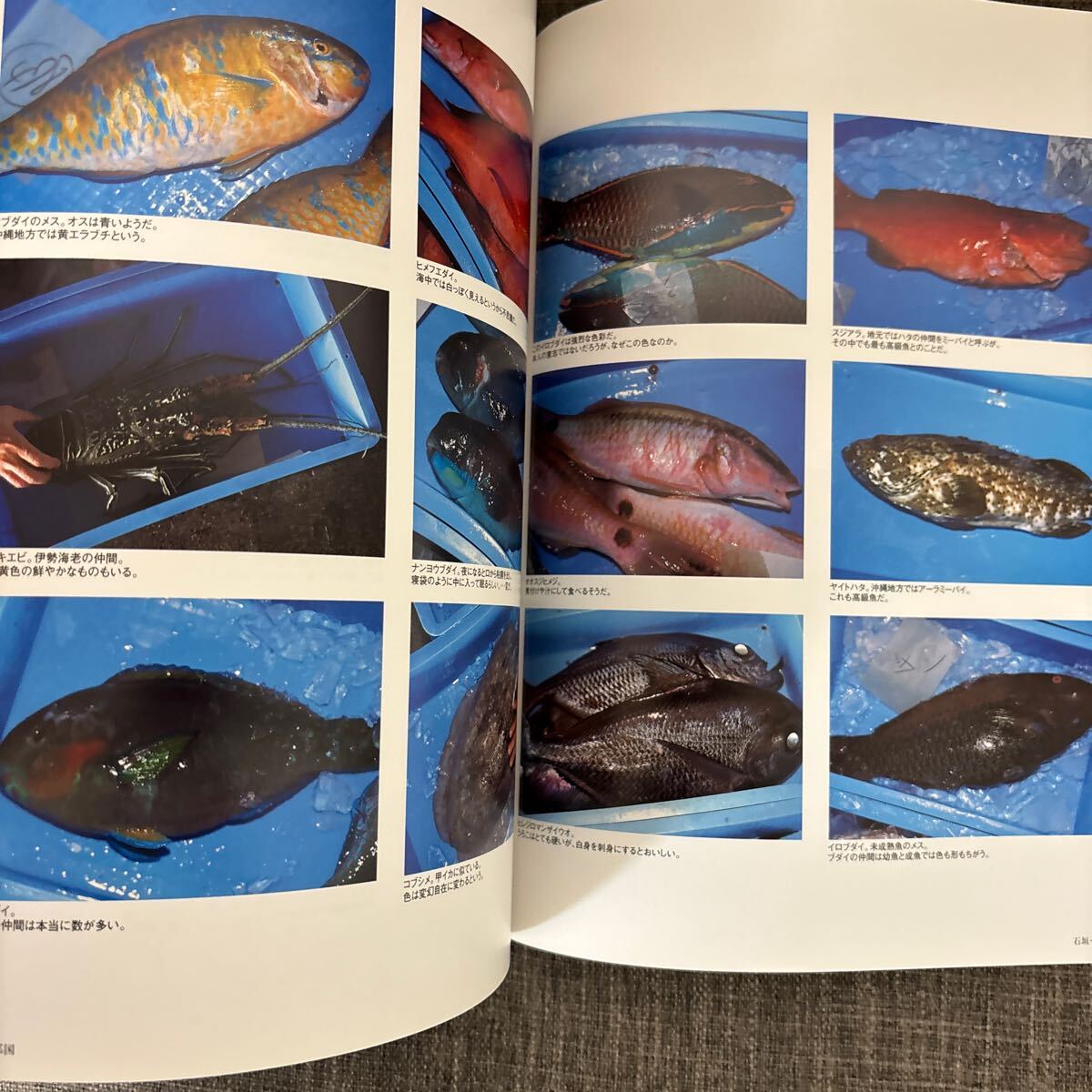 新・いのちの食紀行 1999年〜2003年 特別編集版 やずや 食べること生きること 矢頭徹 矢頭美世子 写真集_画像6