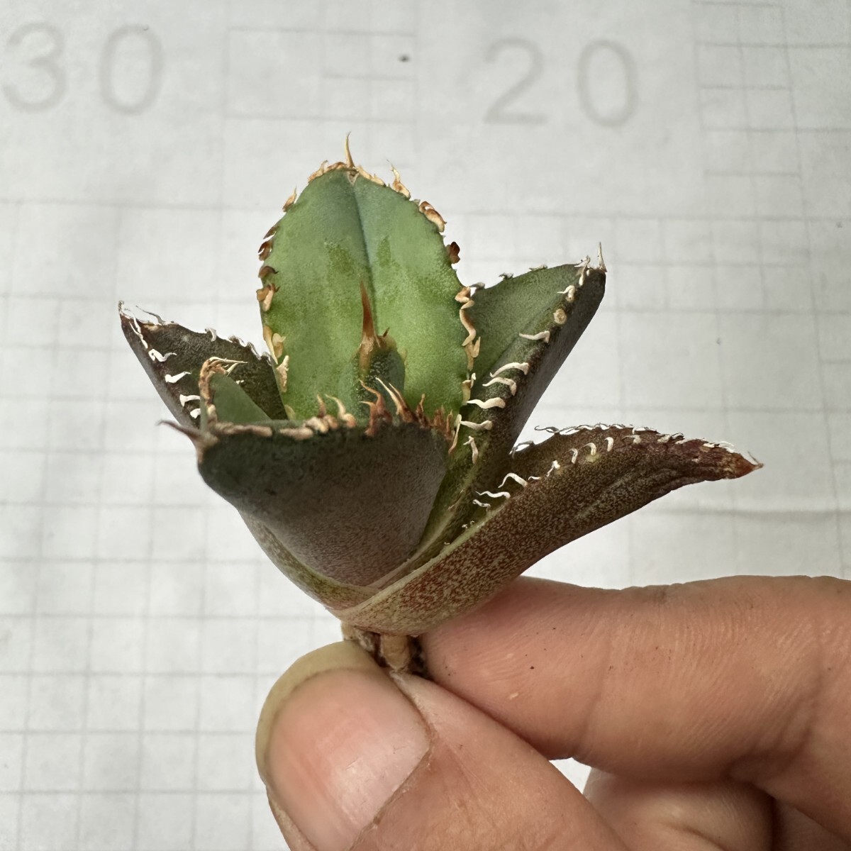 1563アガベ ホオジロザメ 大白鯊 agave titanota Great white 1563アガベ ホオジロザメ 大白鯊 agave titanota Great white