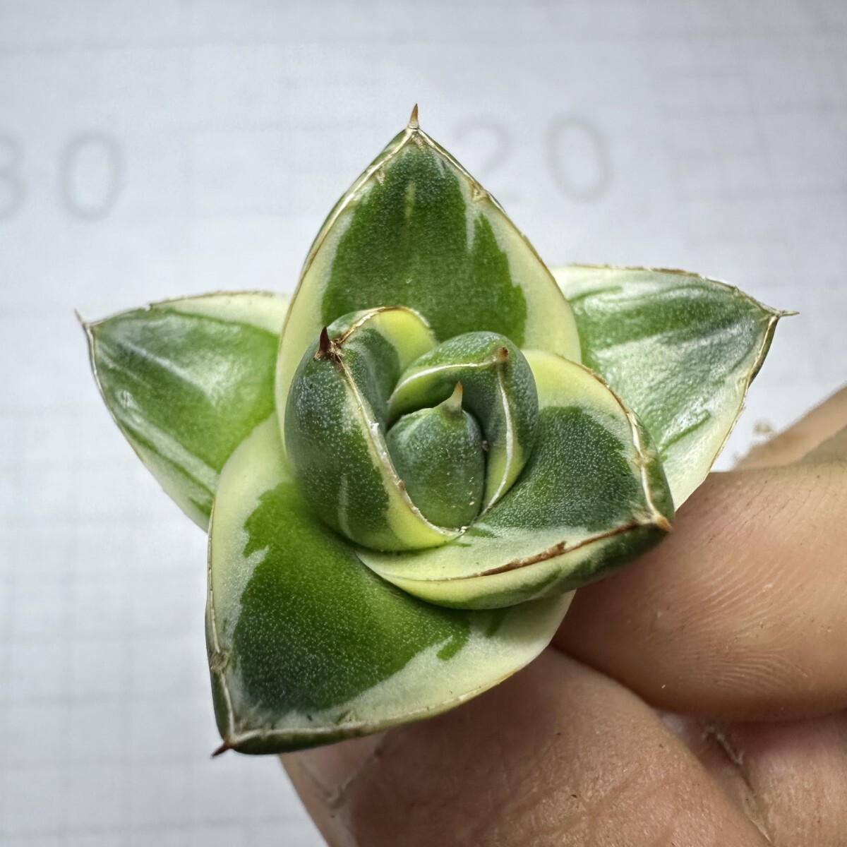 1575アガベ ピンキー 王妃笹の雪A型白覆輪 Agave filifera 1575アガベ ピンキー 王妃笹の雪A型白覆輪 Agave filifera