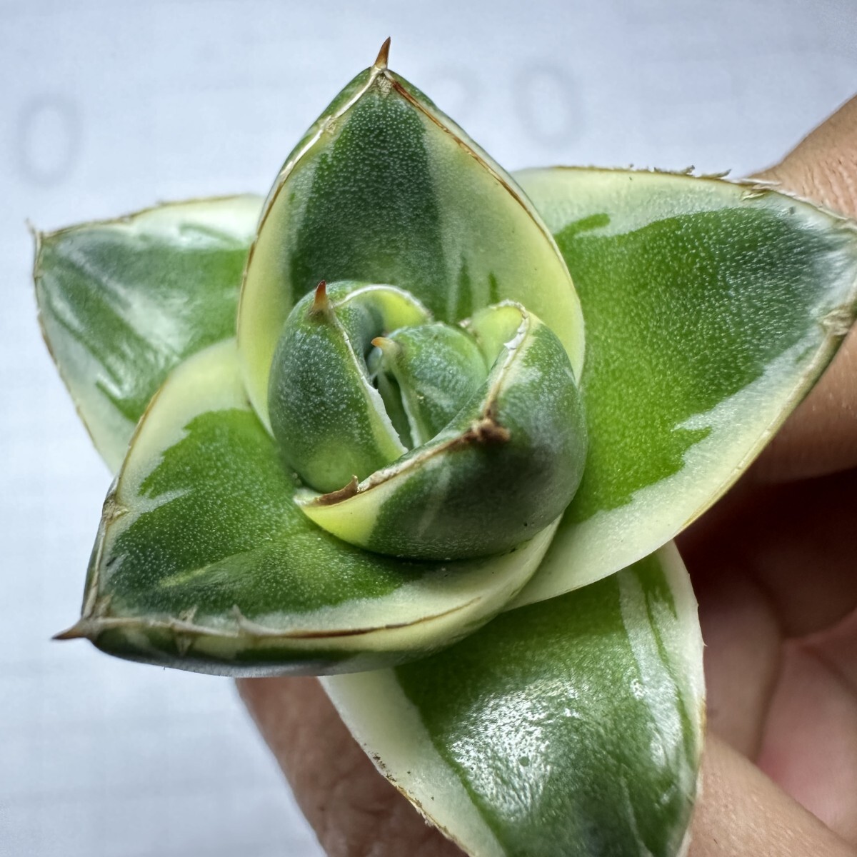 1575アガベ ピンキー 王妃笹の雪A型白覆輪 Agave filifera 1575アガベ ピンキー 王妃笹の雪A型白覆輪 Agave filifera