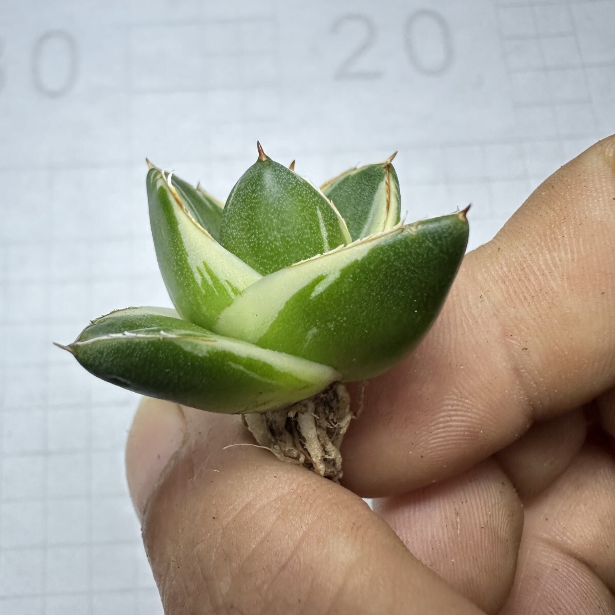 1575アガベ ピンキー 王妃笹の雪A型白覆輪 Agave filifera 1575アガベ ピンキー 王妃笹の雪A型白覆輪 Agave filifera
