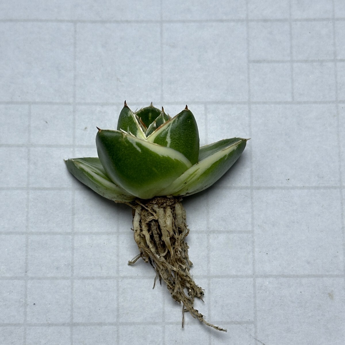 1575アガベ ピンキー 王妃笹の雪A型白覆輪 Agave filifera 1575アガベ ピンキー 王妃笹の雪A型白覆輪 Agave filifera