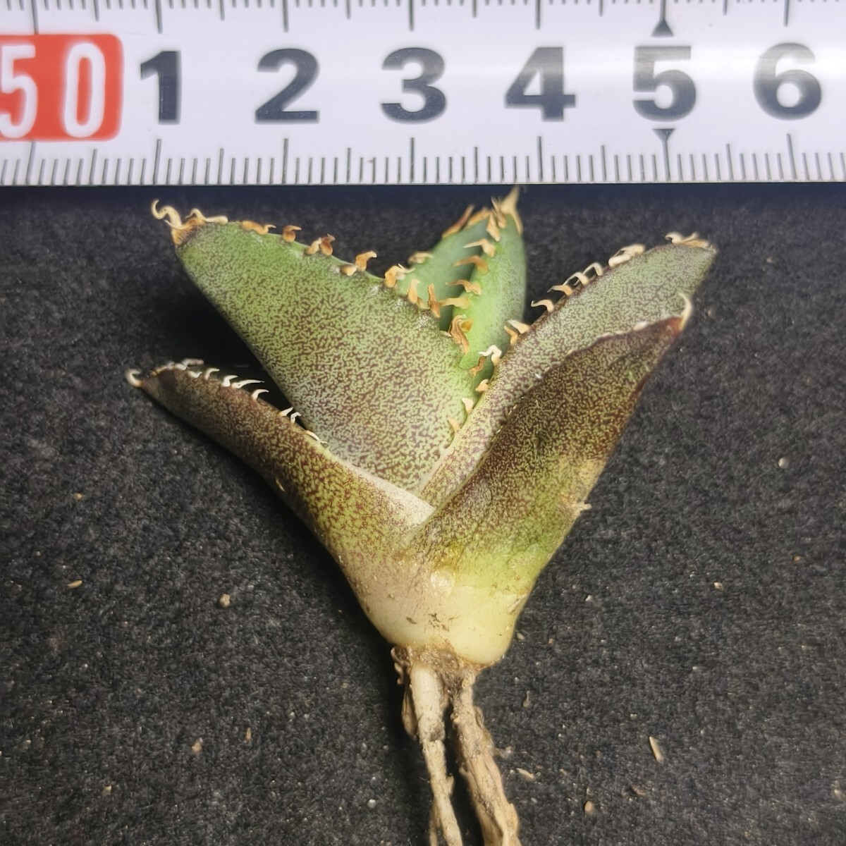 1668 アガベ ホオジロザメ 大白鯊 agave titanota Great white 1668 アガベ ホオジロザメ 大白鯊 agave titanota Great white