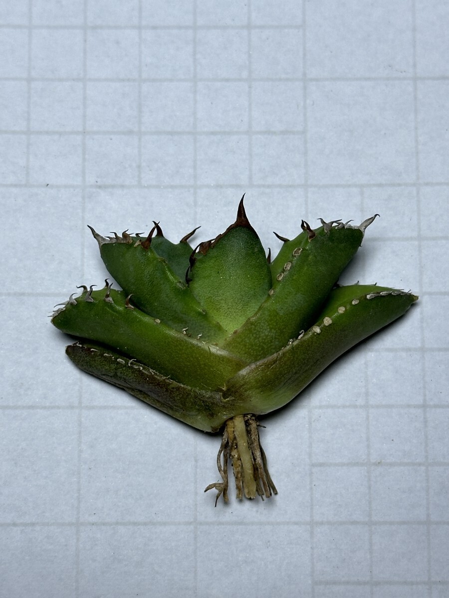 1501アガベ トリケラトプス 白犀牛 agave titanota triceratops 1501アガベ トリケラトプス 白犀牛 agave titanota triceratops