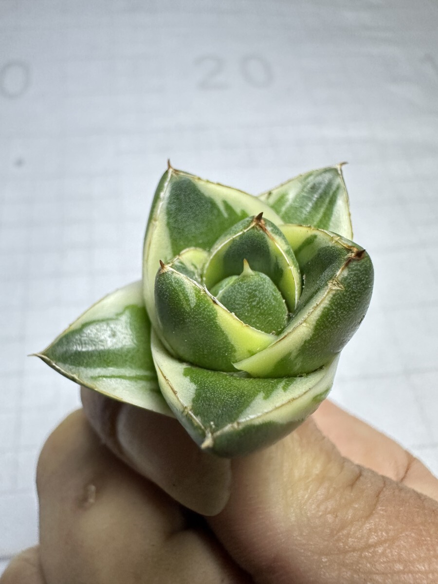 1541アガベ ピンキー 王妃笹の雪A型白覆輪 Agave filifera 1541アガベ ピンキー 王妃笹の雪A型白覆輪 Agave filifera