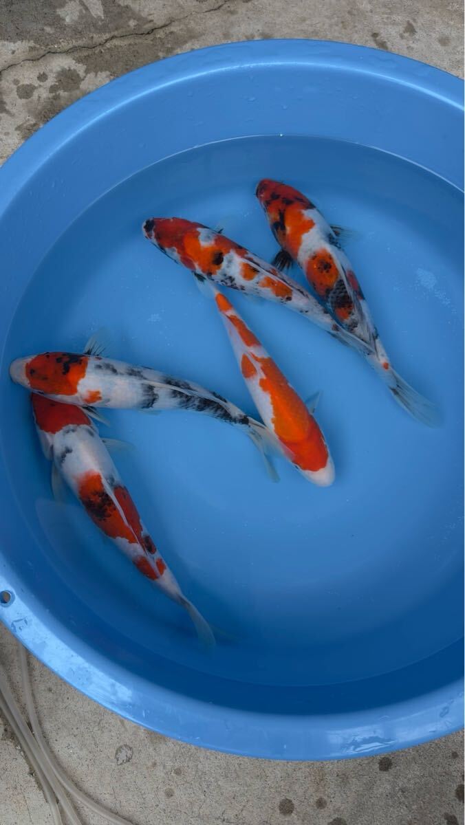 極上 大日養鯉場産 昭和三色 紅白 当歳 26㎝前後 画像の5匹 極上 大日養鯉場産 昭和三色 紅白 当歳 26㎝前後 画像の5匹