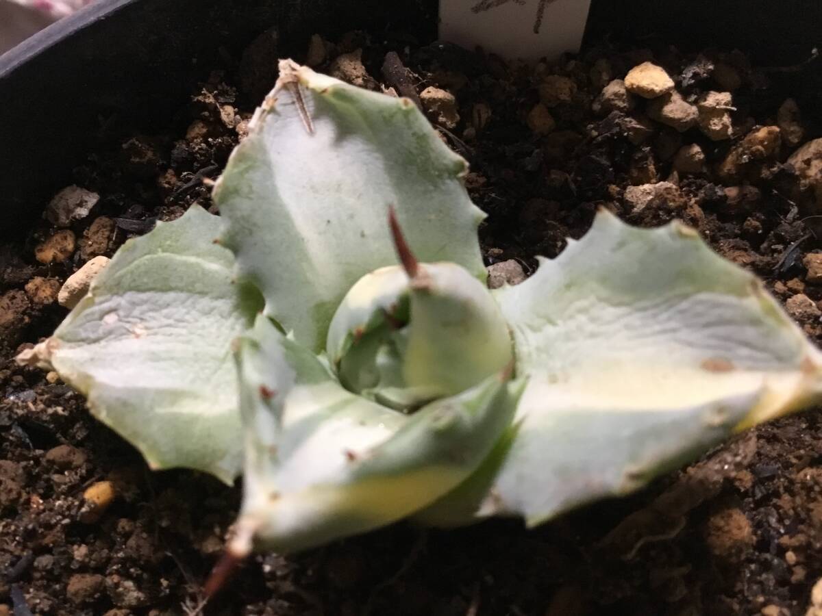 □多肉植物 アガベ 【王妃雷神錦】 約6センチ程 抜き苗 第4種 □多肉植物 アガベ 【王妃雷神錦】 約6センチ程 抜き苗 第4種