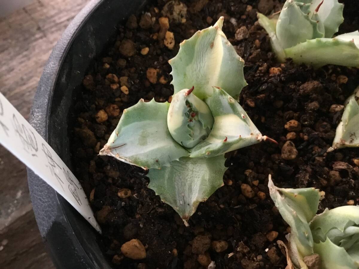 □多肉植物 アガベ 【王妃雷神錦】 約6センチ程 抜き苗 第4種 □多肉植物 アガベ 【王妃雷神錦】 約6センチ程 抜き苗 第4種