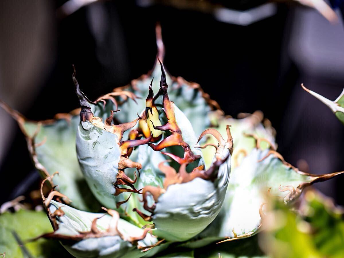 超特選 初出し Agave oteroi seedling アガベ オテロイ 実生 超特選 初出し Agave oteroi seedling アガベ オテロイ 実生