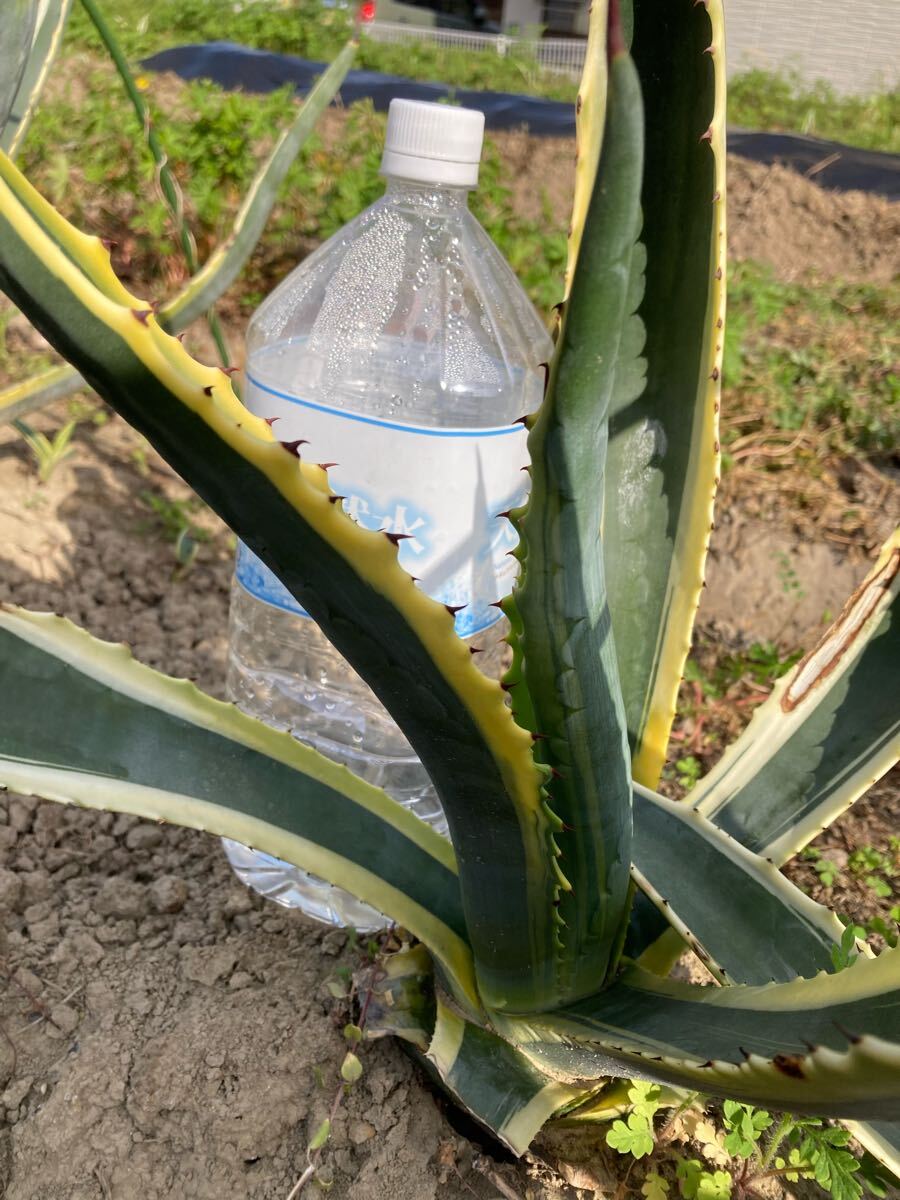 アガベ アメリカーナ 斑入り 錦 多肉植物 agave Agave 球茎部 アガベ アメリカーナ 斑入り 錦 多肉植物 agave Agave 球茎部