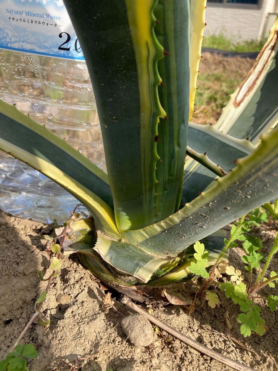 アガベ アメリカーナ 斑入り 錦 多肉植物 agave Agave 球茎部 アガベ アメリカーナ 斑入り 錦 多肉植物 agave Agave 球茎部