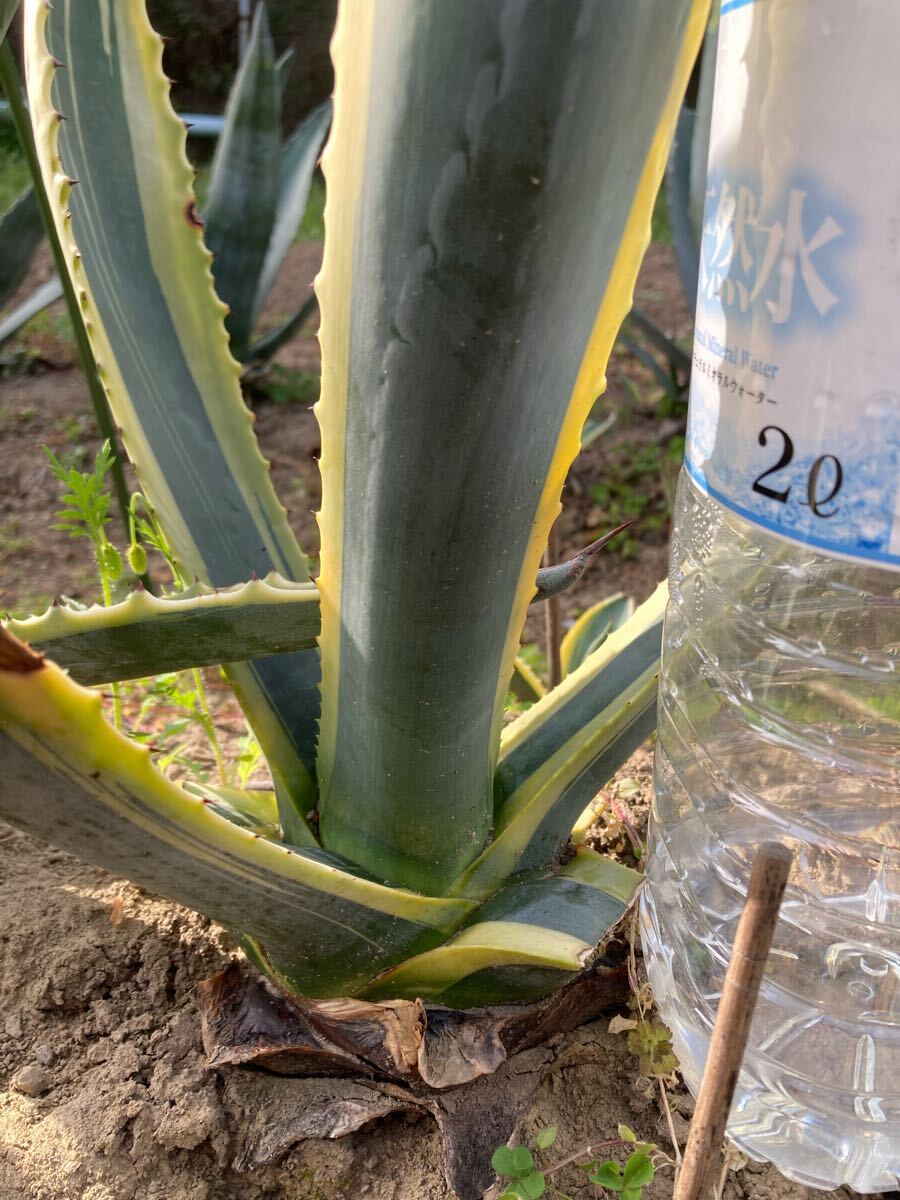 アガベ アメリカーナ 斑入り 錦 多肉植物 agave Agave 球茎部 アガベ アメリカーナ 斑入り 錦 多肉植物 agave Agave 球茎部