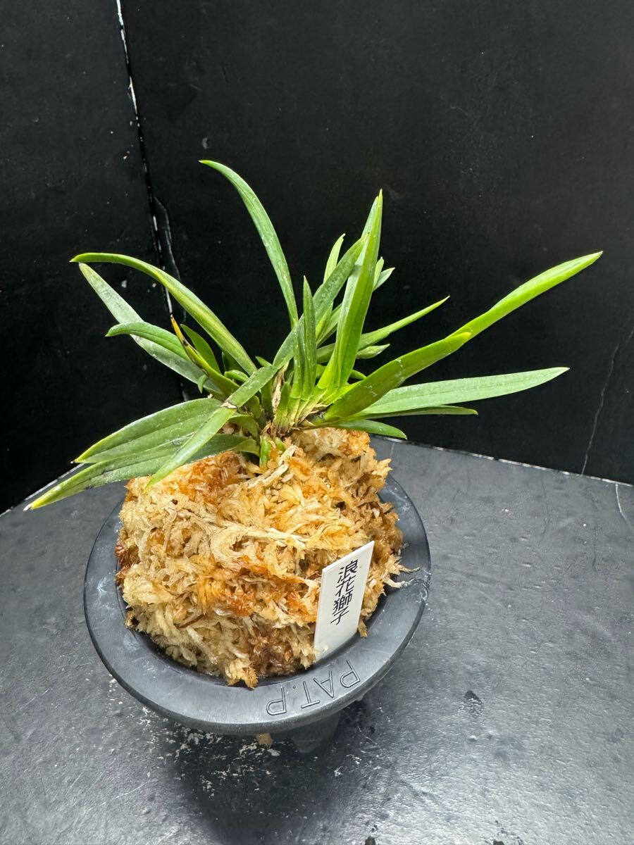 浪花獅子】富貴蘭 風蘭 フウラン山野草(ラン)|売買された 浪花獅子】富貴蘭 風蘭 フウラン山野草(ラン)|売買された