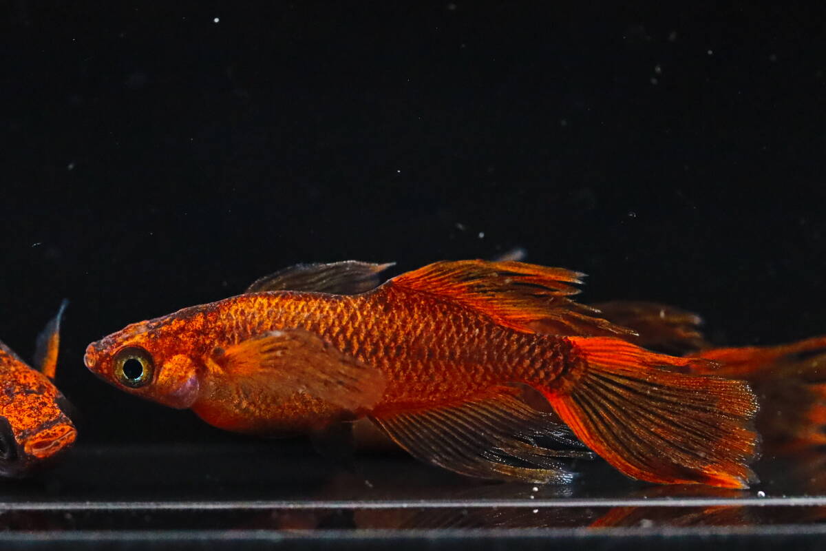 丸長メダカ A20【 玄　西郷めだか様直系　種親クラス 】5匹！ メス 2匹 ヒレ伸び無し、オス 3匹（1匹ヒレ伸び無し）！ めだか 現物出品！