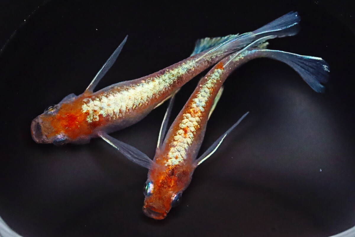 丸長メダカ C3【 プラネット　種親クラス 】5匹！ メス 2匹、オス 3匹！ めだか 現物出品！