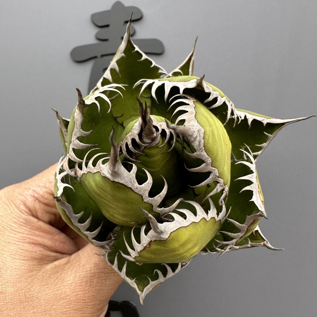 AW58【青田園芸】 特選 SSS級アガベ 多肉植物 ホリダ 超強棘 AW58【青田園芸】 特選 SSS級アガベ 多肉植物 ホリダ 超強棘