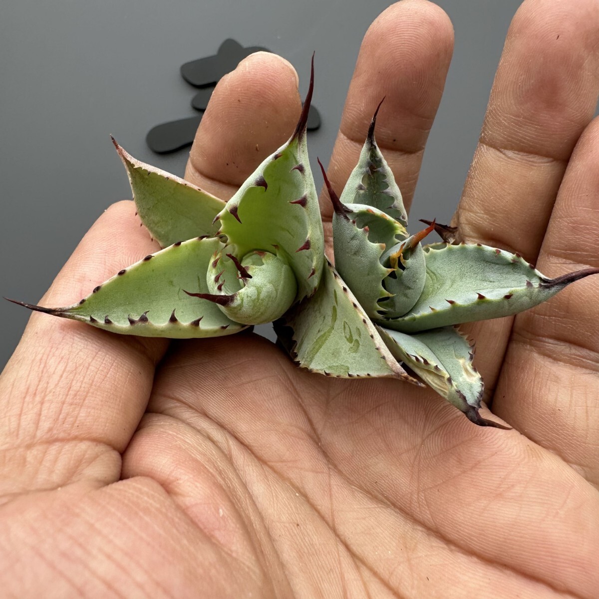 AW38【青田園芸】 特選 アガベ 多肉植物 八荒雷神 超陽炎 極上株 AW38【青田園芸】 特選 アガベ 多肉植物 八荒雷神 超陽炎 極上株