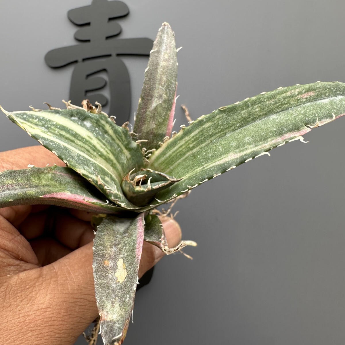 AZ58【青田園芸】特選 SSSS級 アガベ チタノタ 白鯨錦 縞斑錦 AZ58【青田園芸】特選 SSSS級 アガベ チタノタ 白鯨錦 縞斑錦