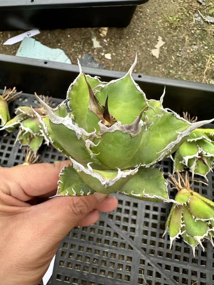 A5-1【瀧將plant】多肉植物 アガベ チタノタ Agave titanota A5-1【瀧將plant】多肉植物 アガベ チタノタ Agave titanota