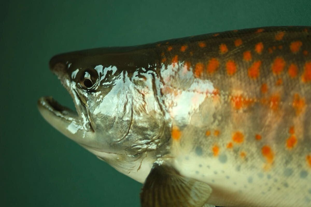 渓流魚アマゴ剥製 壁飾り インテリア 魚の剥製 フィッシング 渓流魚アマゴ剥製 壁飾り インテリア 魚の剥製 フィッシング