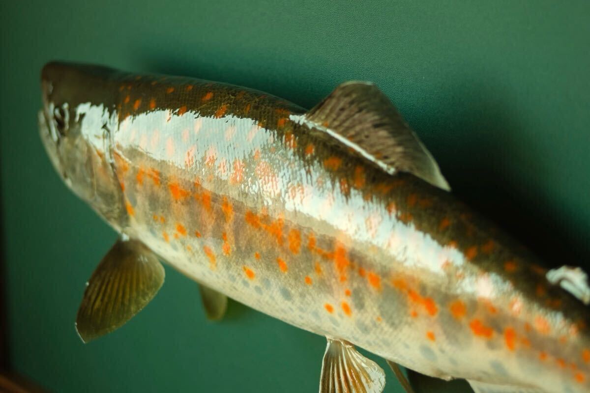 渓流魚アマゴ剥製 壁飾り インテリア 魚の剥製 フィッシング 渓流魚アマゴ剥製 壁飾り インテリア 魚の剥製 フィッシング