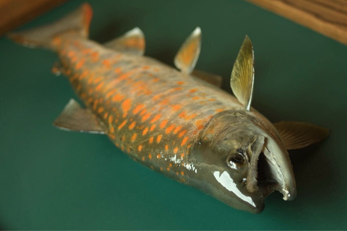 渓流魚アマゴ剥製 壁飾り インテリア 魚の剥製 フィッシング 渓流魚アマゴ剥製 壁飾り インテリア 魚の剥製 フィッシング