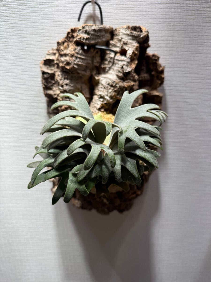 enu_plants】p.伊弉諾 ビカクシダ willinckii(ビカクシダ enu_plants】p.伊弉諾 ビカクシダ willinckii(ビカクシダ
