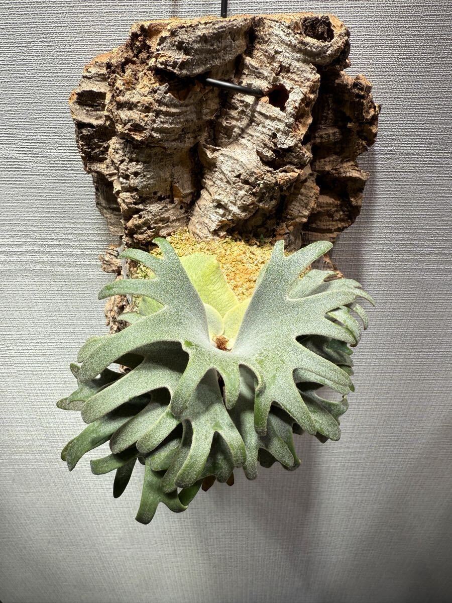 enu_plants】p.伊弉諾 ビカクシダ willinckii(ビカクシダ enu_plants】p.伊弉諾 ビカクシダ willinckii(ビカクシダ