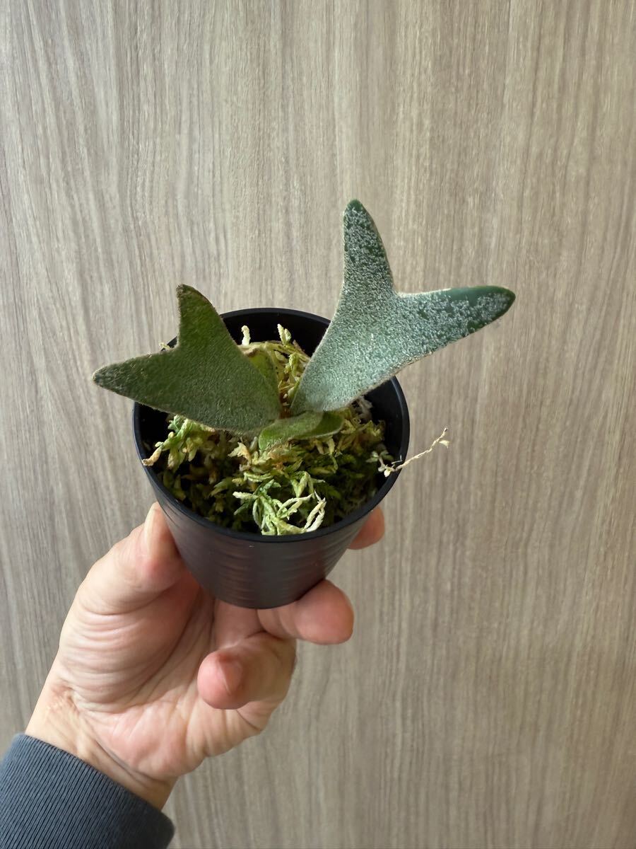 enu_plants】p.伊弉諾 ビカクシダ willinckii(ビカクシダ enu_plants】p.伊弉諾 ビカクシダ willinckii(ビカクシダ