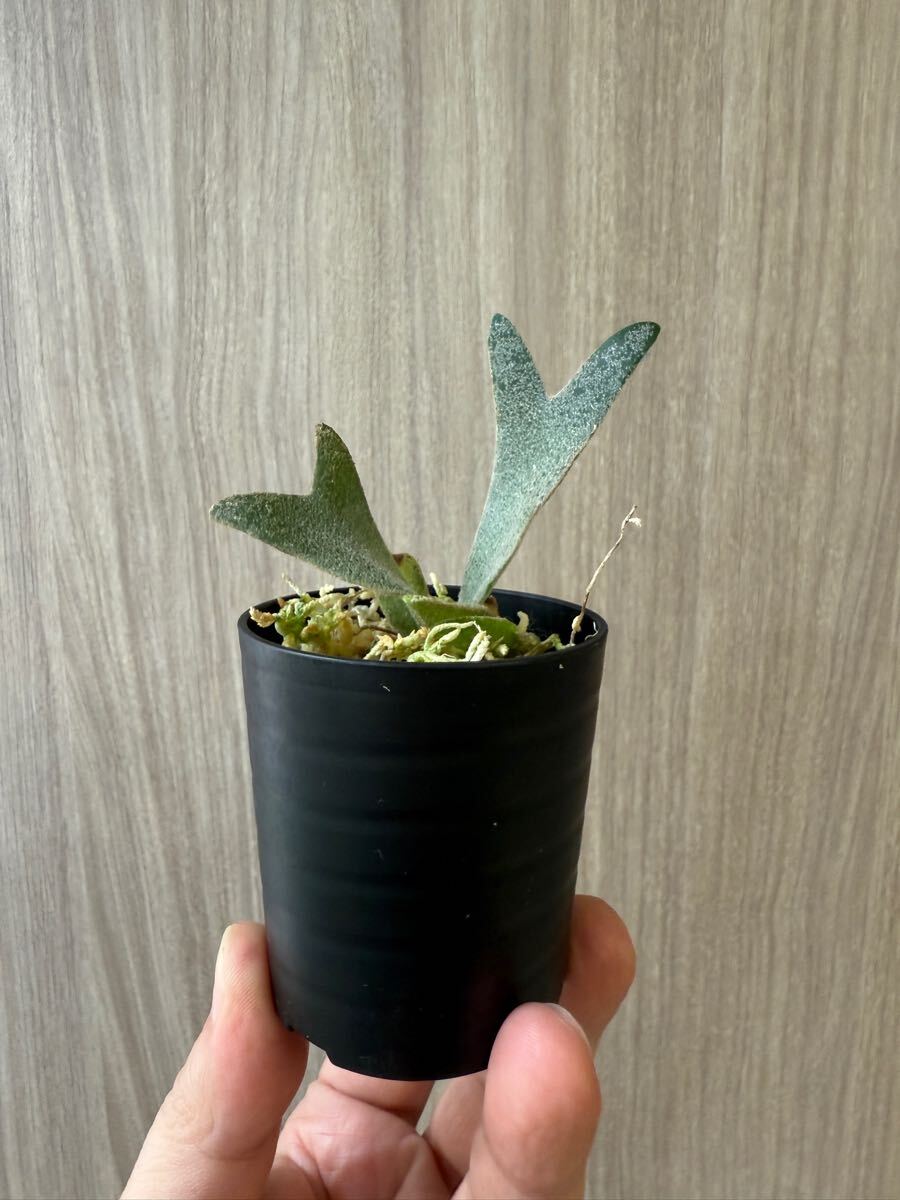 enu_plants】p.伊弉諾 ビカクシダ willinckii(ビカクシダ enu_plants】p.伊弉諾 ビカクシダ willinckii(ビカクシダ